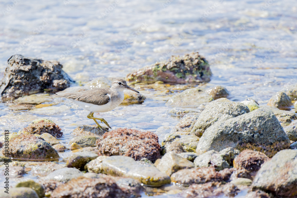 Spotted Sandpiper (Actitis macularius) Foraging in the Rocks on a Beach in Mexico