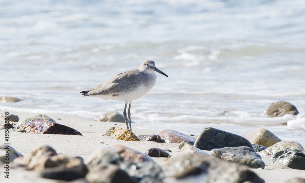 Willet (Tringa semipalmata) Resting on a White Sand Rocky Beach in Mexico Willet (Tringa semipalmata) Resting on a White Sand Rocky Beach in Mexico