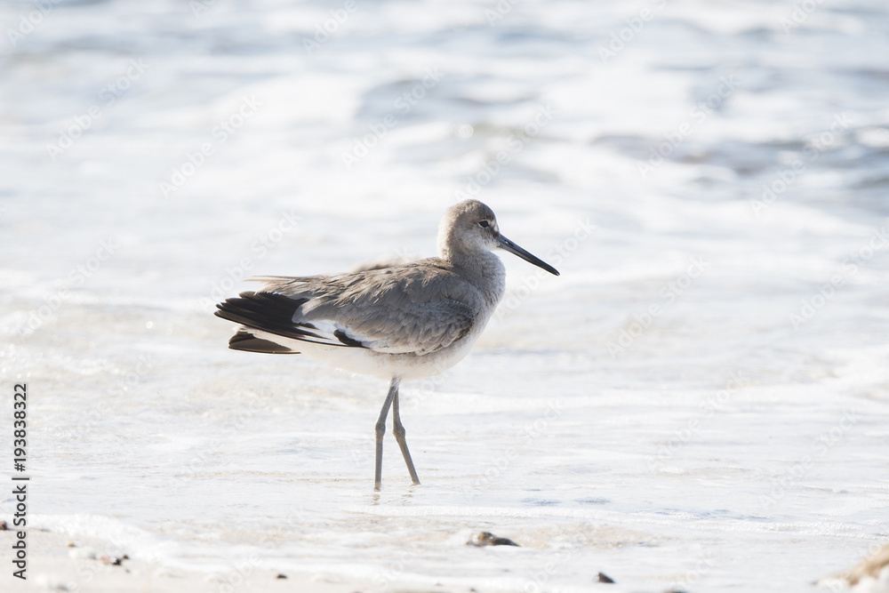 Willet (Tringa semipalmata) Resting on a White Sand Rocky Beach in Mexico Willet (Tringa semipalmata) Resting on a White Sand Rocky Beach in Mexico
