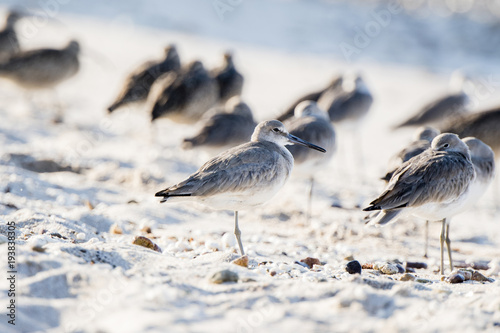 Willet (Tringa semipalmata) Resting on a White Sand Rocky Beach in Mexico