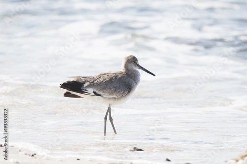 Willet (Tringa semipalmata) Resting on a White Sand Rocky Beach in Mexico