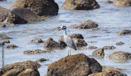 Adult Yellow-crowned Night-Heron (Nyctanassa violacea) Perched on Rocks Near the Ocean in Mexico © RachelKolokoffHopper