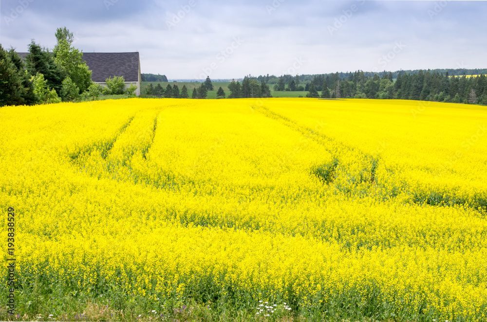 Canola Fields in Bright Yellow Bloom in Summer