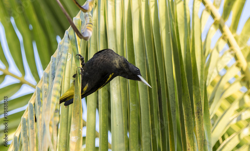 Yellow-winged Cacique (Cassiculus melanicterus) Perched in Palm Leaves in Mexico photo