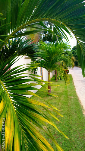 Fototapeta Naklejka Na Ścianę i Meble -  маленькие пальмы на газоне у забора и пальмовая ветвь у камеры