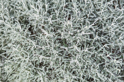 Cotton Lavender or Gray Santolina (Santolina chamaecyparissus)