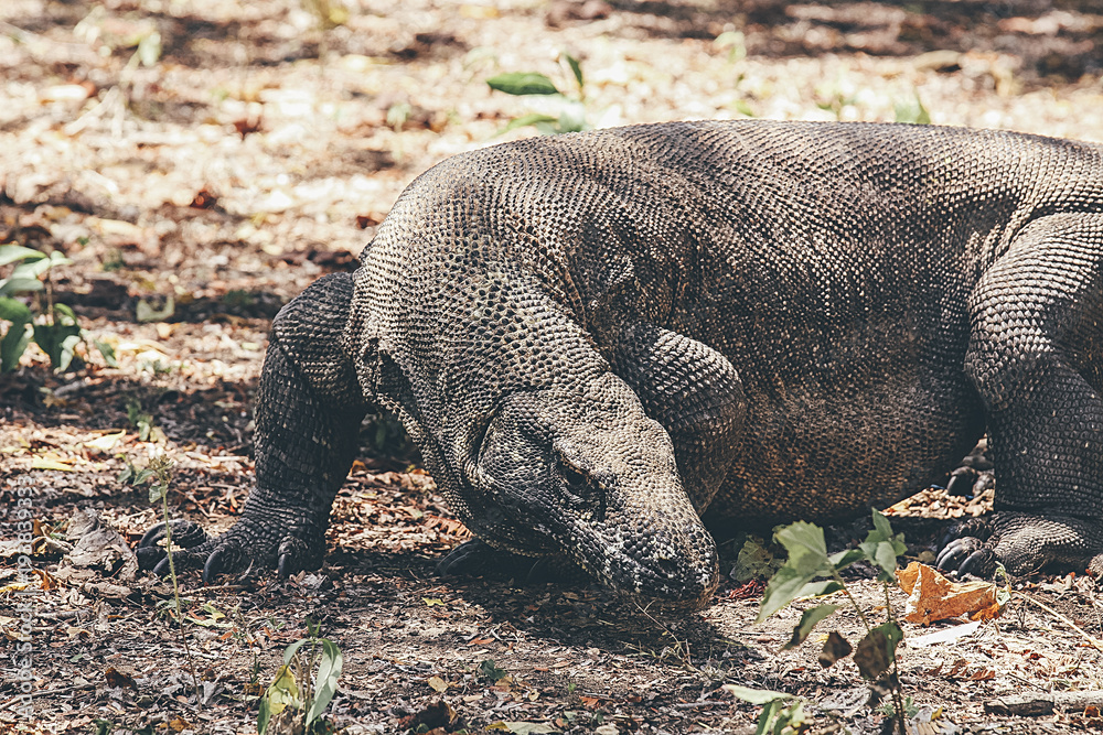 Komodo Dragon Close-up Komodo Dragon Close-up