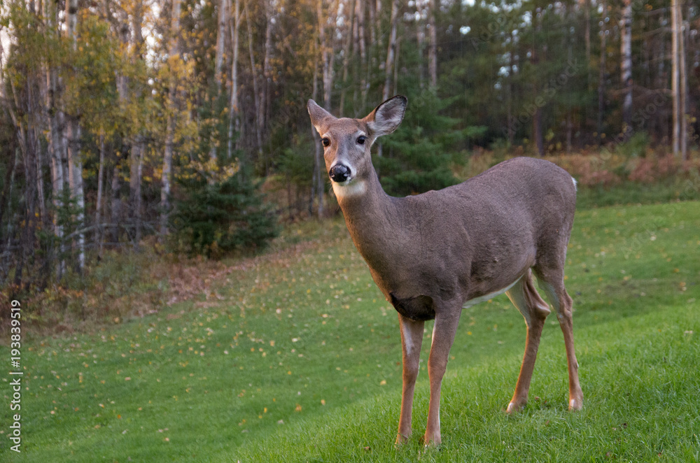 Female Deer Watching From Edge of Trees