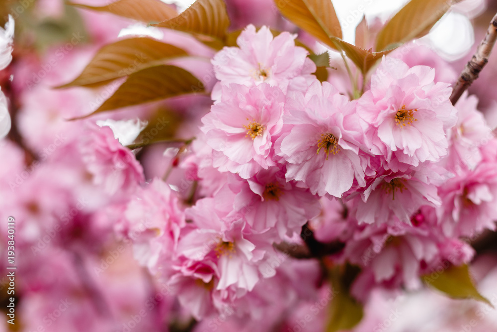 Kirschblüte Kirschblüte