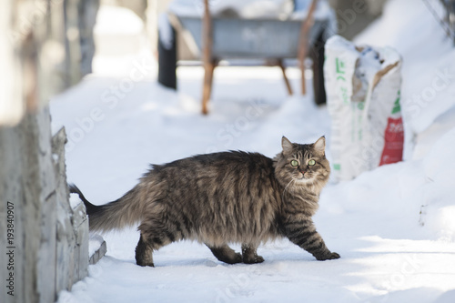 Photos Siberian cat in the snow