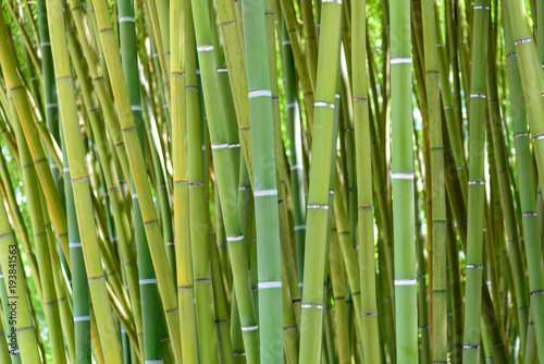 detail of the bamboo forest