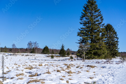 Hohes Venn im Winter photo