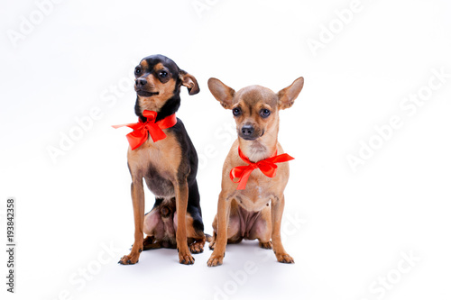 Russian toy-terrier and chihuahua in red bows. Lovely miniature pedigreed dogs with red ribbon sitting isolated on white background, studio portrait.