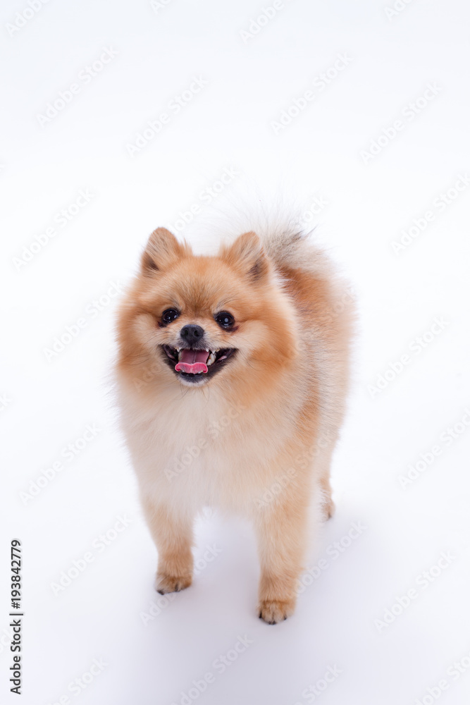 Happy pomeranian spitz on white background. Adorable puppy spitz standing on white background. Lovely small fluffy dog.