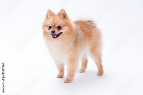 Little funny spitz, studio shot. Orange color furry pomeranian dog isolated on white background. Miniature domestic friend.