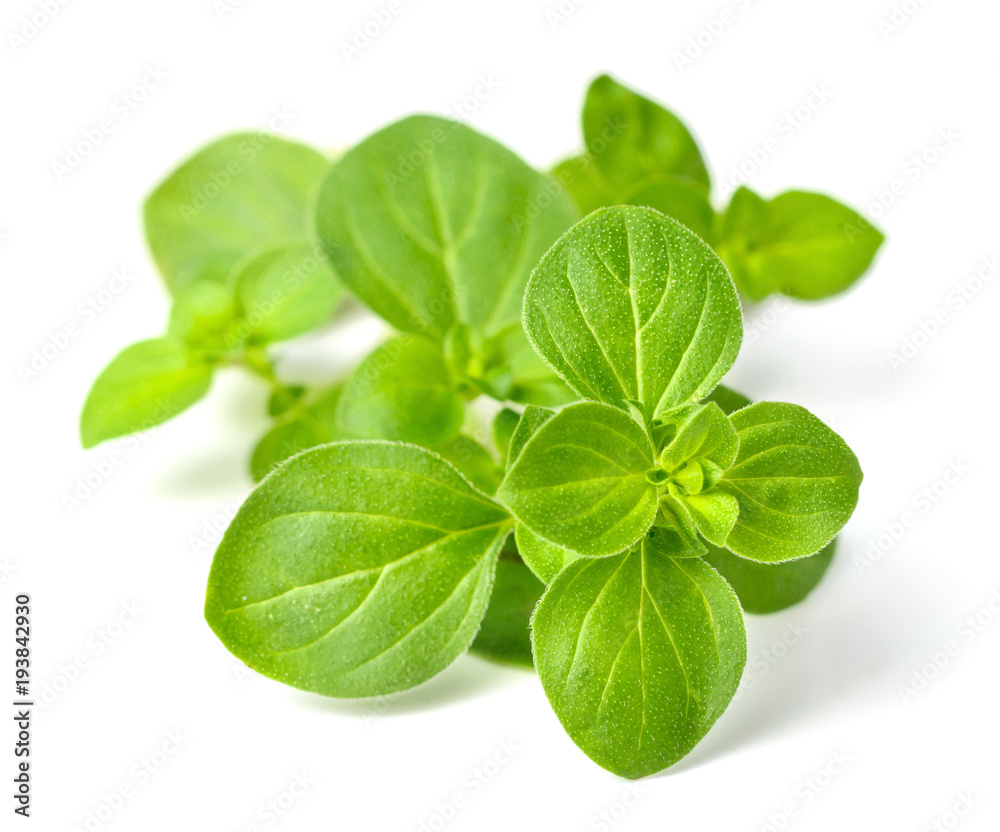 fresh oregano isolated on white fresh oregano isolated on white