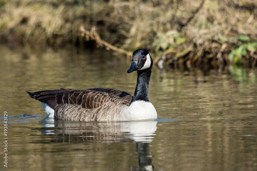 Natur, Tiere, Vögel, Gänse, Reiher, Rehe Natur, Tiere, Vögel, Gänse, Reiher, Rehe
