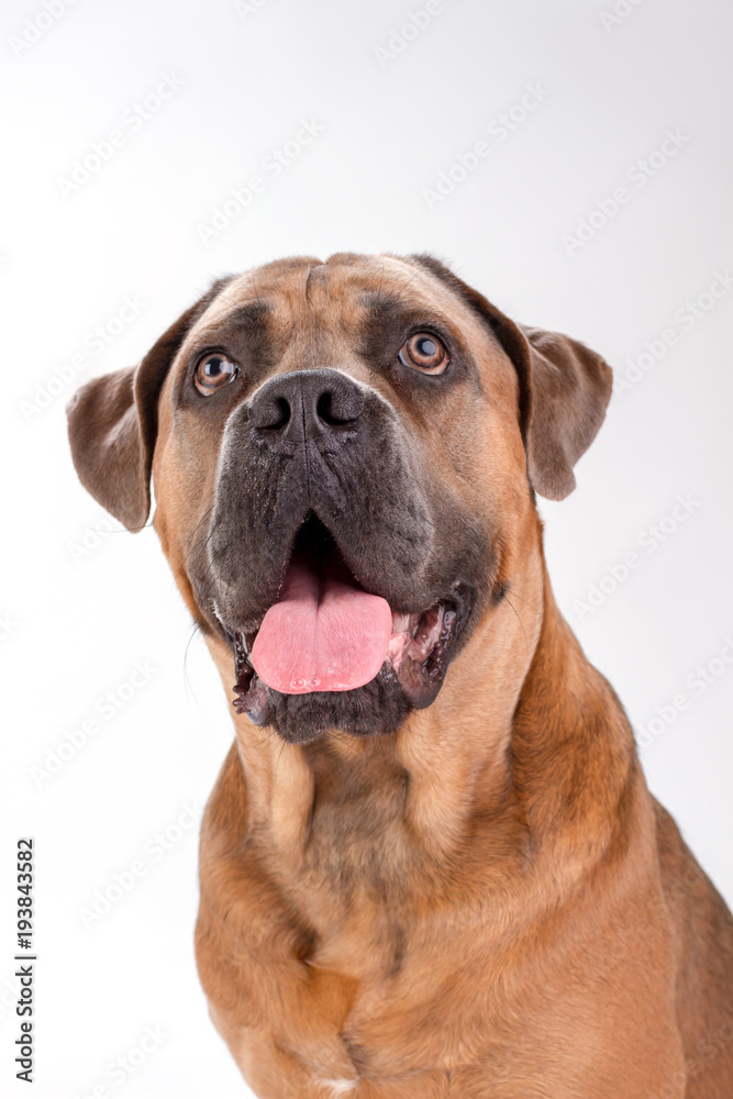 Funny italian cane corso, close up portrait. Cane corso italian puppy dog isolated on white background, studio shot close up. Cute pedigreed dog.