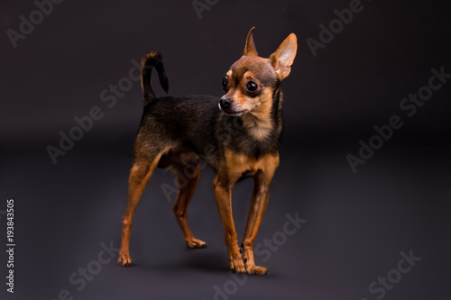 Studio portrait of cute terrier dog. Adorable brown sleek-haired purebred dog standing on dark gradient studio background. lovely domastic companion. © DenisProduction.com