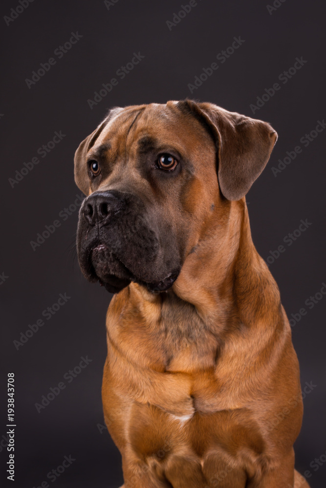 Attractive cane corso, close up portrait. Young brown purebred cane corso italiano dog on dark background, studio shot.