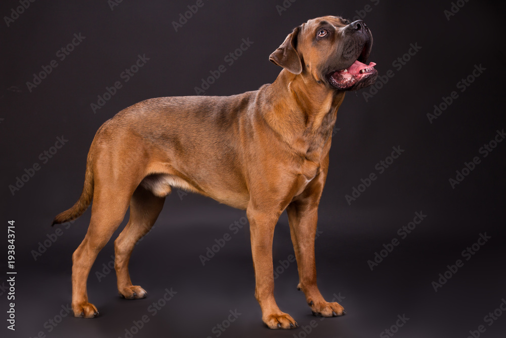 Cute brown pedigreed dog. Young adorable cane corso italian mastiff boxer on dark background, studio shot. Powerful and strong defender.