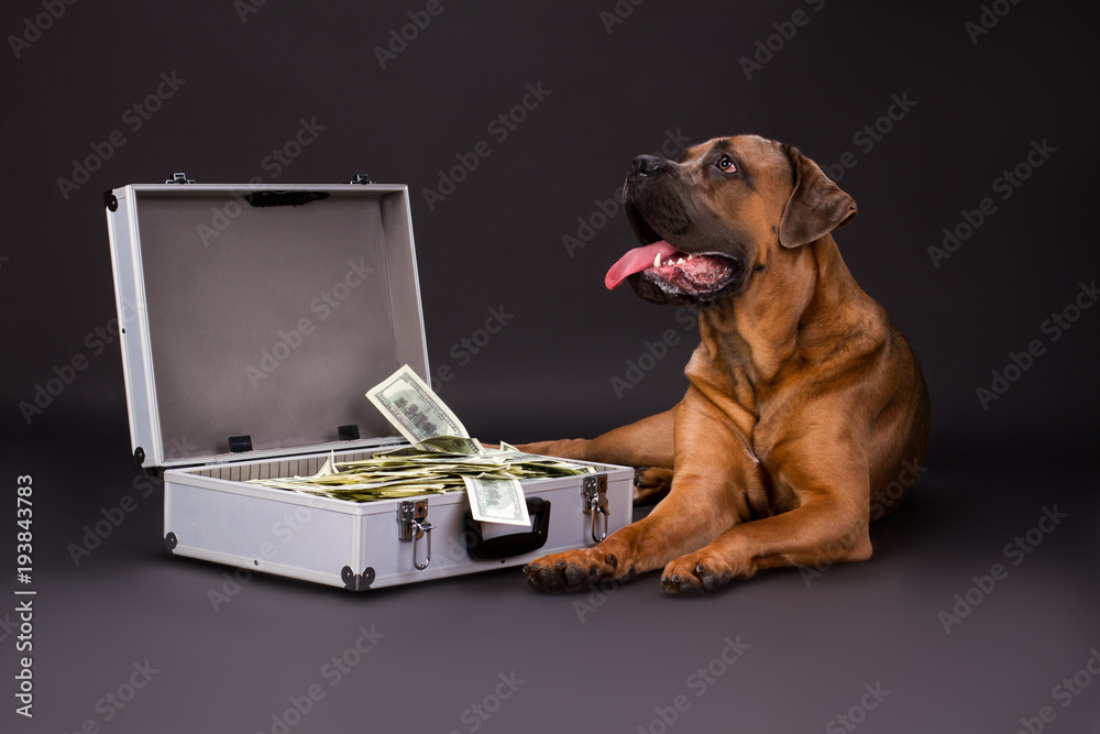 Suitcase full of cash and cane corso dog. Strong italian mastiff cane