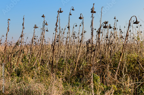 withered sunflower field transience