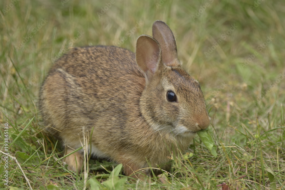 Wild rabbit