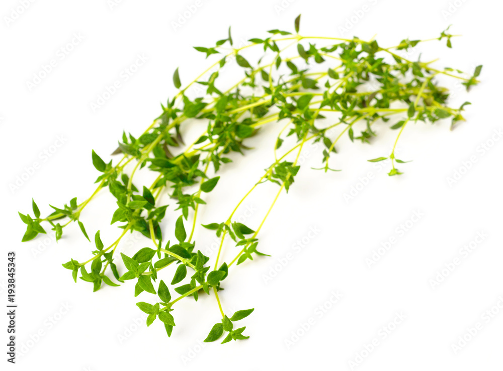 fresh herb, thyme isolated on white fresh herb, thyme isolated on white