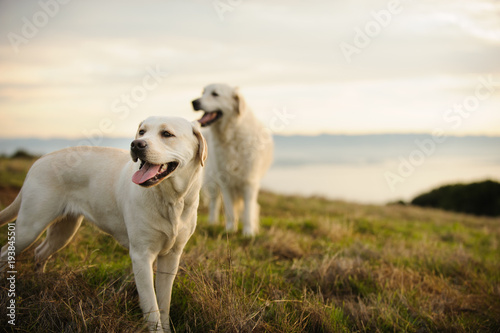 Yellow Labrador Retriever dog outdoor portrait with a Golden Retrieve in the background