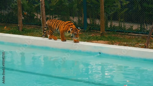 Tiger walking in a blue pool photo