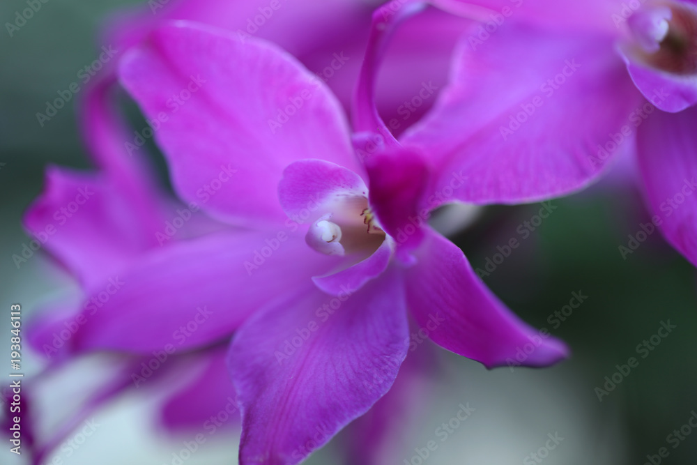 Obraz premium Orchidee