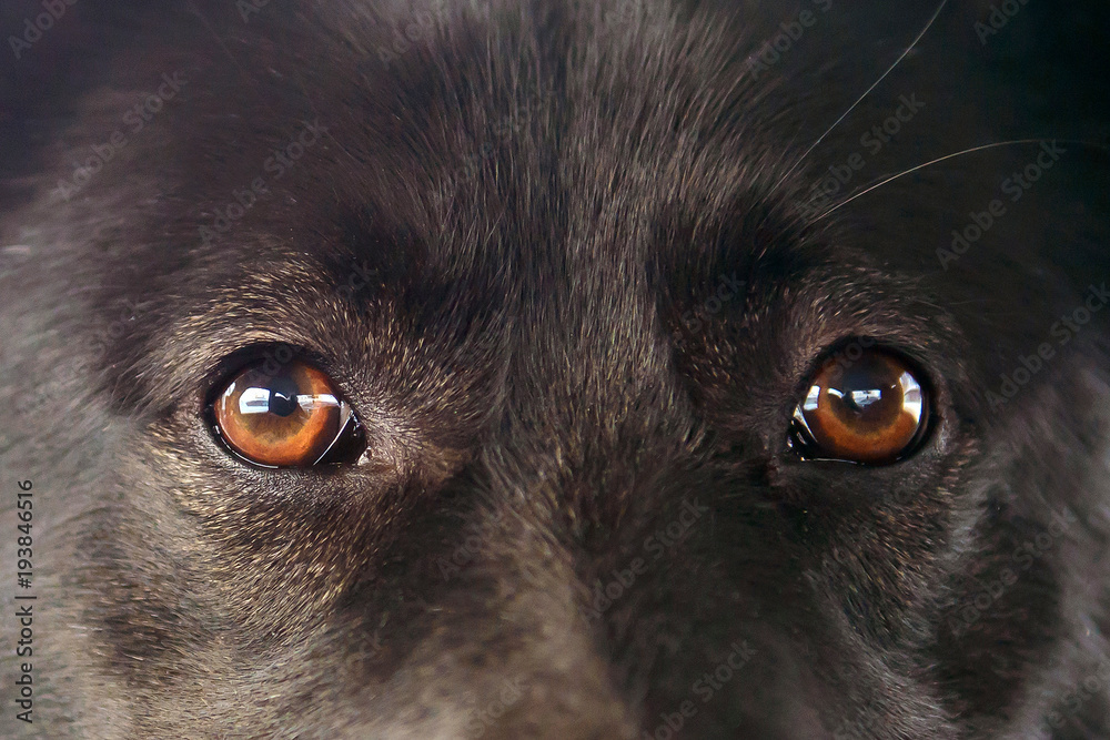 The dog's eyes close. Look closely animal. The dog's eyes close. Look closely animal.