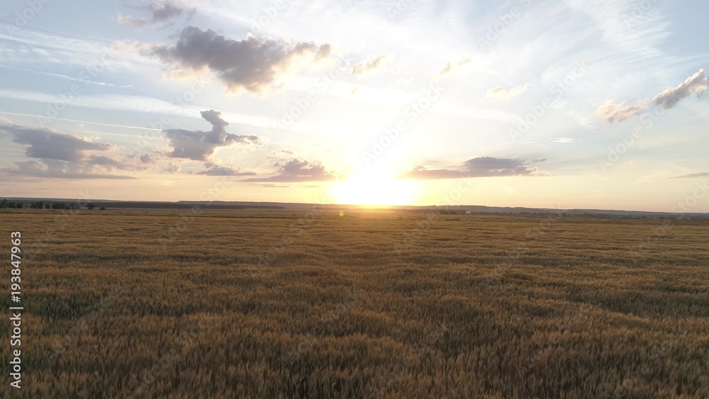 Aerial survey of wheaten golden field at sunset