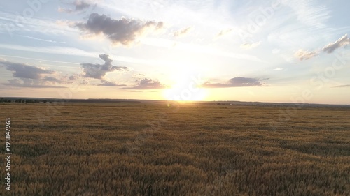 Aerial survey of wheaten golden field at sunset