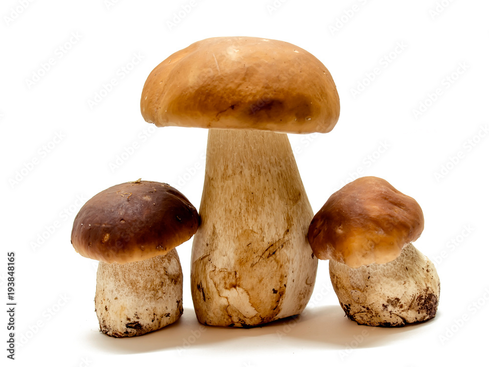 Boletus edulis, king bolete, isolated on white background. Close up.