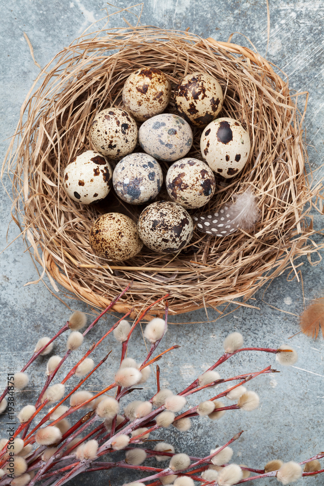 Quails eggs in nest and pussy willow. Easter greeting card Quails eggs in nest and pussy willow. Easter greeting card