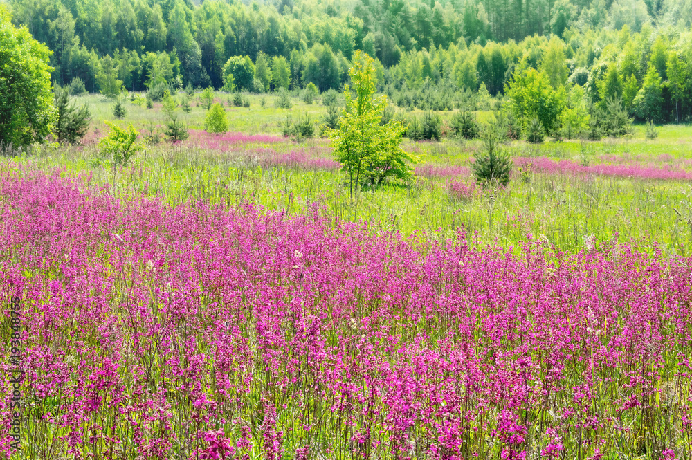 Summer bright landscape with blooming flowers in a meadow Summer bright landscape with blooming flowers in a meadow
