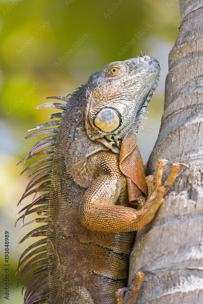 Obraz premium Green iguana (Iguana iguana), Florida, United states