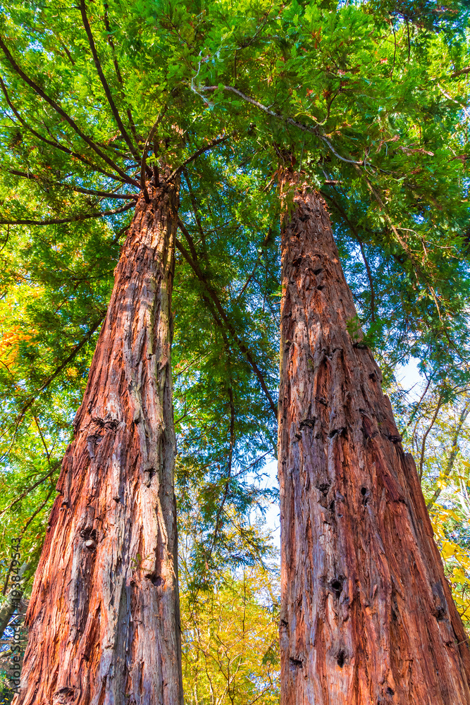 Fototapeta premium Low angle view of two sequoia trees in sunny autumn day, Arboretum, Sochi, Russia