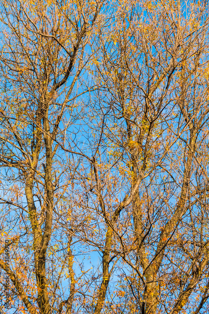 Texture of the branches of an autumn tree with dry leaves on the background of clear sky
Texture of the branches of an autumn tree with dry leaves on the background of clear sky