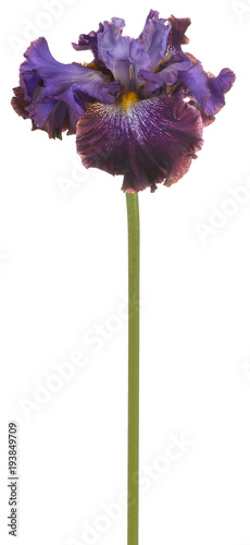 Fototapeta Naklejka Na Ścianę i Meble -  iris flower isolated