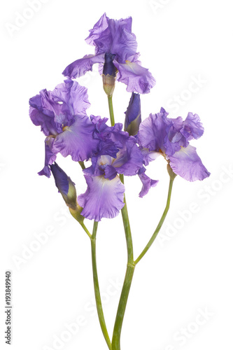 Fototapeta Naklejka Na Ścianę i Meble -  iris flower isolated