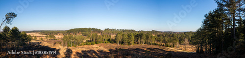 Forest Panorama