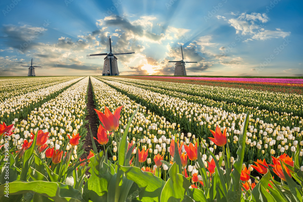 Landscape with tulip flowers and windmill