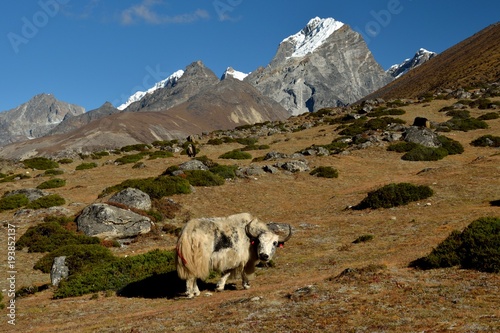 Yak, View of Mt. Lobuche, Dusa, Dingboche, Pheriche, Solukhumbu District, Sagarmatha Zone, Himalayas, Nepal, Asia
