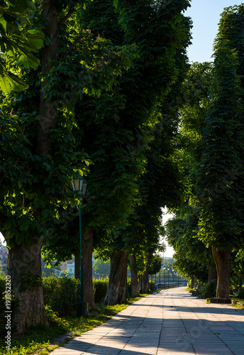 Fototapeta Naklejka Na Ścianę i Meble -  beautiful chestnut alley in summer. lantern among the tall trees on the Kyiv embankment of Uzhgorod town, Ukraine
