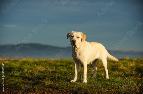 Yellow Labrador Retriever dog outdoor portrait standing in field 