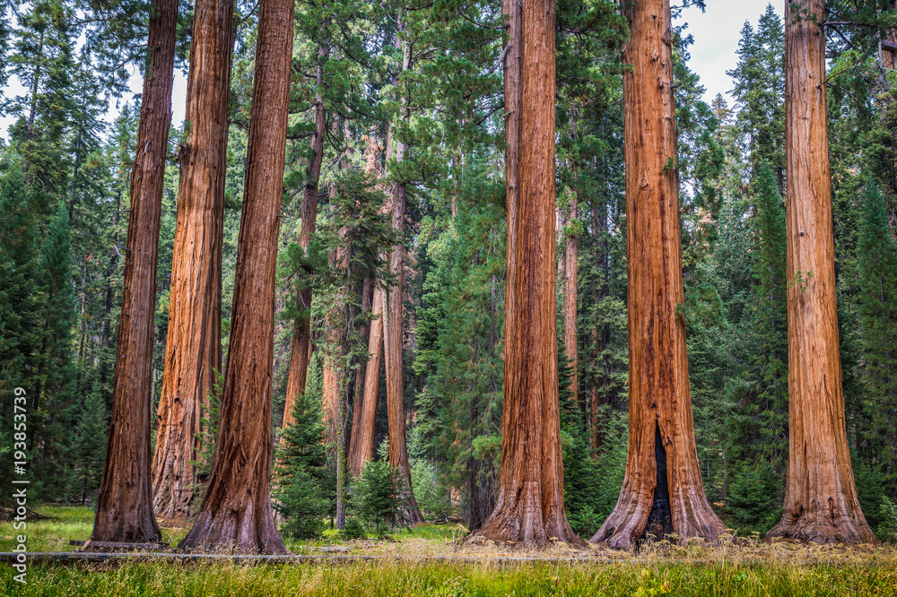 Naklejka premium Giant sequoia trees in Sequoia National Park, California, USA