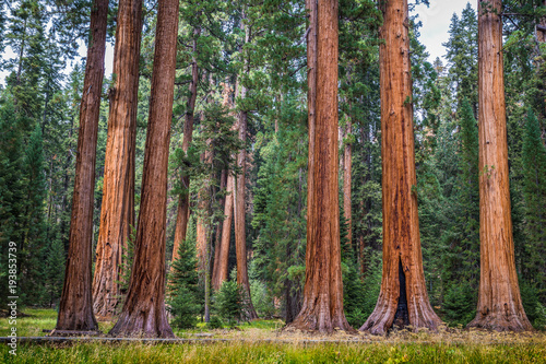 Dekoracja na wymiar  giant-sequoia-trees-in-sequoia-national-park-california-usa